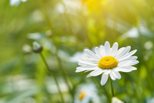 Close-up of blooming white daisy flower in warm spring sunlight, delicate petals with yellow center and soft green bokeh background, natural floral scene with fresh seasonal atmosphere.