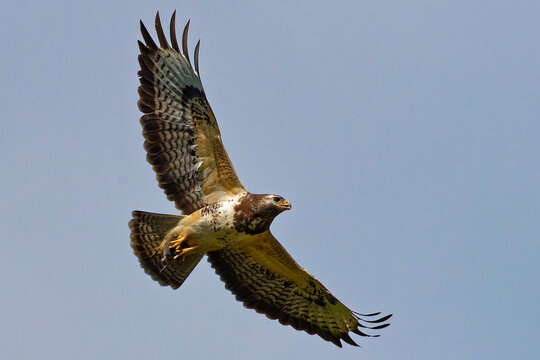 Fliegender M&auml;usebussard (Buteo buteo) mit Beute