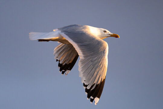 European Herring Gull Soaring in Golden Sunset Light