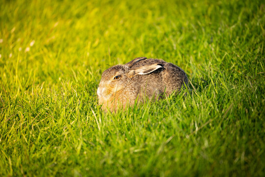 European Hare Resting Peacefully in Sunlit Green Grass