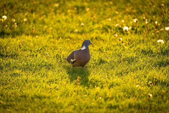 Common Wood Pigeon Standing in Golden Meadow Light