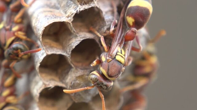 Extremely detailed shot of the red paper wasp's wings and thorax. The footage reveals the metallic-like sheen of the chitin and the veins in the wings.