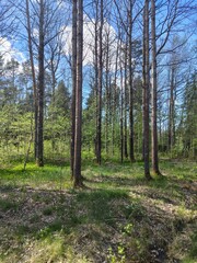 Fototapeta premium trees in the forest