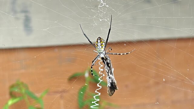 Macro Shot of Yellow Garden Spider Argiope Aurantia Eating Prey Caught in Web