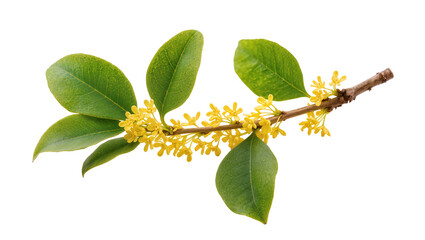 Isolated sweet osmanthus branch with vibrant green leaves and delicate yellow flowers blossoming. © Aoife