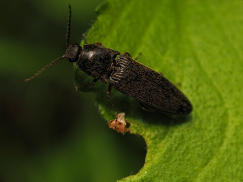 コメツキClick beetle close-up