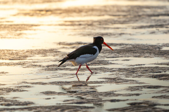 Eurasian Oystercatcher Foraging in Golden Coastal Mudflats