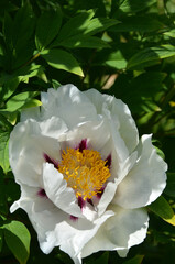 Fototapeta premium White peony tree (Paeonia suffruticosa) in spring bloom .Closeup, outdoors white blooming peony flower with ruffled petals and yellow stamens.Growing, planting fragrant peony tree, concept. 