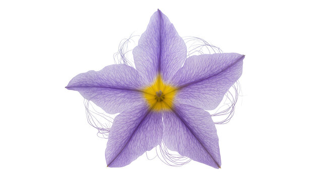Isolated vibrant purple flower with a glowing yellow center and delicate petal textures