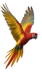 Fototapeta premium Isolated beautiful vibrant scarlet macaw parrot flying with outstretched wings, side view, tropical bird