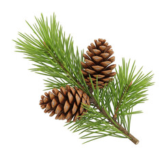 Fototapeta premium Fresh pine branch with cones on white background