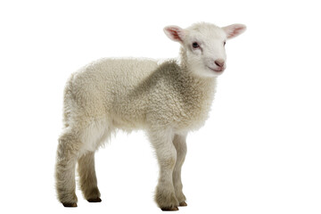 Isolated adorable baby white lamb standing, full body portrait, looking gentle and curious © Aoife