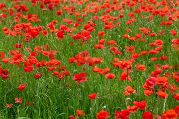Fototapeta premium field of red poppies
