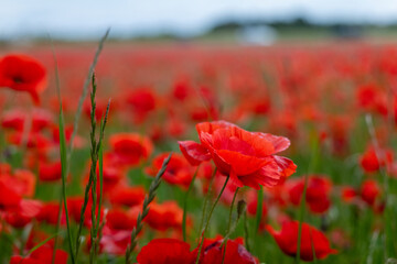 Naklejka premium red poppy field