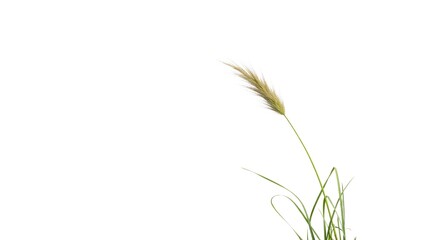 Fototapeta premium Blooming Moor Grass on White and Transparent Background