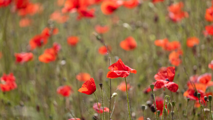 Obraz premium field of poppies