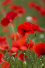 Obraz premium red poppy flowers