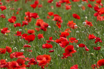 Obraz premium field of red poppies