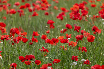 Fototapeta premium field of red poppies