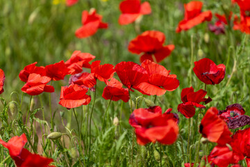 Naklejka premium red poppy flower