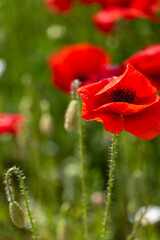 Obraz premium red poppy flowers