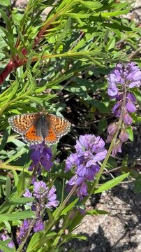A beautiful orange checkerboard butterfly flaps its wings as it feeds on the nectar of a purple flower in a sunlit green meadow