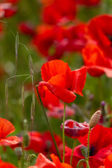 Obraz premium red poppy in the garden