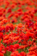 Fototapeta premium red poppy flower
