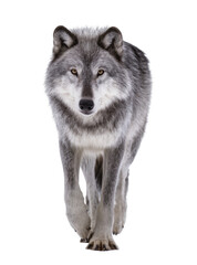 Isolated majestic grey wolf walking forward, looking directly at viewer with intense gaze © Aoife