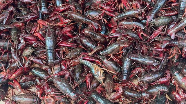 Live crayfish at seafood market. Live crayfish in local Chinese markets. Top view