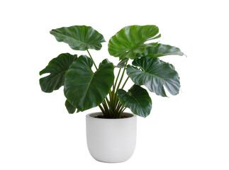 Isolated tropical green houseplant with broad lush leaves in a clean white pot for modern home decor. © Aoife