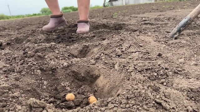 Horizontal close-up video: a man uses a shovel to cover holes with potatoes in a field, showing soil filling and row leveling during planting process.