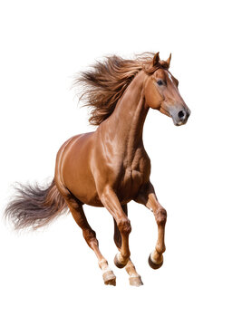 Isolated stunning chestnut horse with flowing mane and tail captured mid-air during a powerful gallop