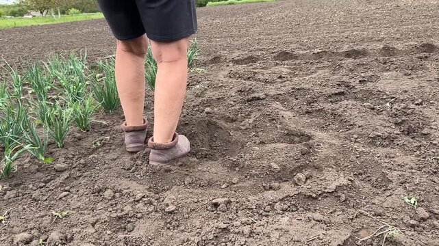 Side view horizontal video of a woman wearing rubber clogs covering freshly planted seeds with her feet in a vegetable garden. Spring gardening and farming work on a backyard plot.