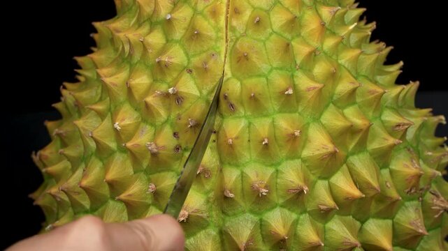 Close-up of hands cutting a line along the natural durian rind seam on a black studio background.