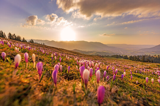 Allg&auml;u - Krokusbl&uuml;te - Schneeschmelze - Fr&uuml;hling - Blumen - Alpen