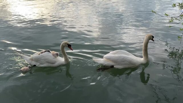 A baby swan floats on its mother's back along a river. High quality FullHD footage