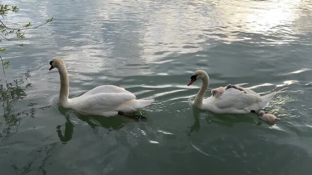 A baby swan floats on its mother's back along a river. High quality FullHD footage