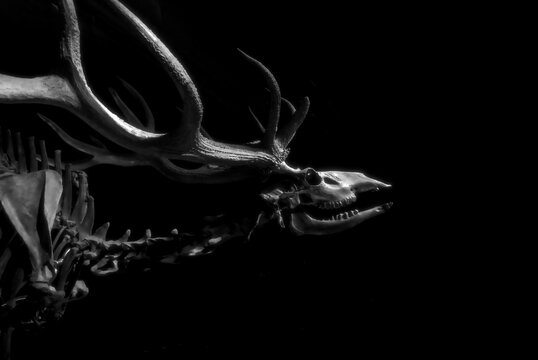  Profile view close-up of a prehistoric Irish Elk skeleton exhibit with massive antlers, displayed under dramatic spotlighting in a dark museum hall.