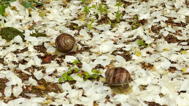 Two little snails crawl across a damp gravel path covered in a blanket of white petals. This quiet wildlife scene inspires a curious, calm, and deeply peaceful connection to nature.