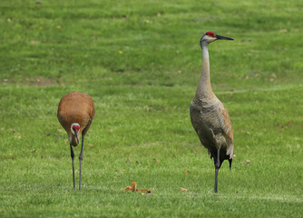 Fototapeta premium A family of sandhill cranes in a green lawn in Michigan. One adult stands tall and alert watching for danger. 