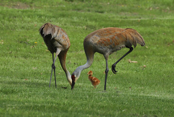 Fototapeta premium Two adult sandhill cranes hunting for food in the green grass of a park lawn in Michigan in the spring. A small, fuzzy fledgling stands near them. 