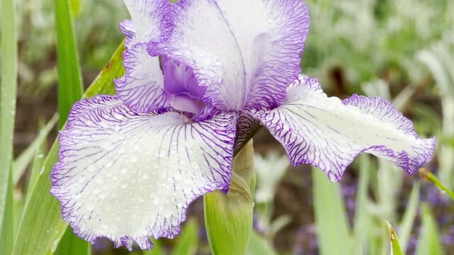 A spectacular purple and white iris flower showcases its intricate patterns after a fresh rain. The delicate petals sparkling with morning dew inspire a serene, romantic, and deeply peaceful feeling.