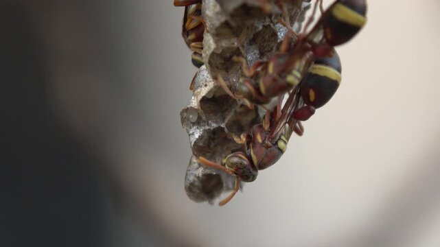 Extreme macro shot of a red paper wasp inspecting and tending to individual nest cells. Highlights the detailed texture of the insect's body and the paper-like nest material.
