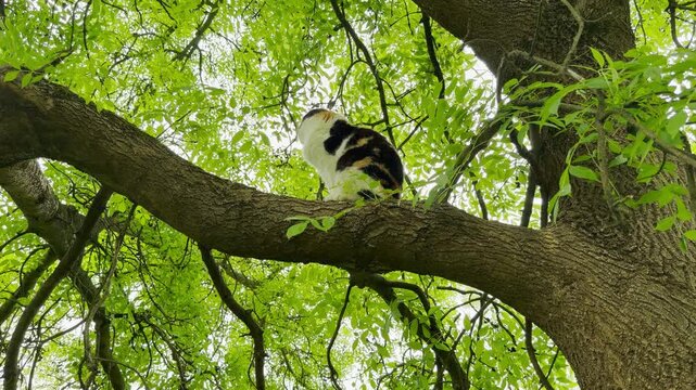 A tricolor cat perches on a large mossy branch, looking deep into the lush forest canopy. The peaceful surrounding greenery evokes a sweet sense of quiet curiosity and serene isolation.