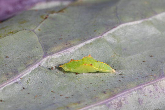 Cross-striped cabbageworm pupa on red cabbage plant leaf. Vegetable garden pest control, prevention and insect identification concept.