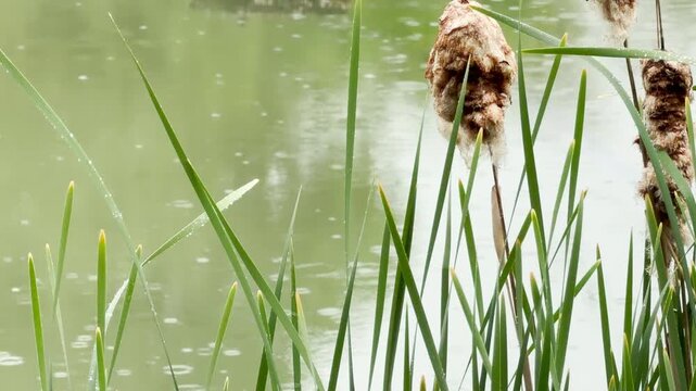 Fluffy, weathered cattails sway gently beside a quiet, murky pond following a fresh rainfall. The calm waters and green reeds evoke a soothing feeling of serene solitude and natural peace.