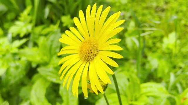 A vibrant yellow leopard's bane blossom shines amidst rain-soaked greenery after a morning shower. The bright, dew-covered petals inspire a warm feeling of cheerful hope and pure renewal.