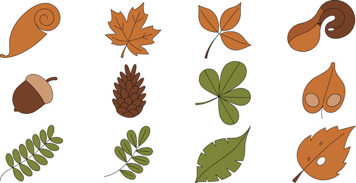 Collection of autumn leaf vectors featuring maple leaves acorns pine cones and forest foliage in warm brown and green tones for fall seasonal design