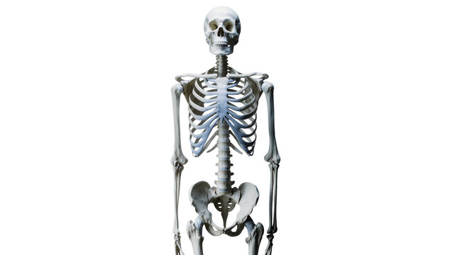 Isolated detailed human skeleton model, front view for medical education and scientific study